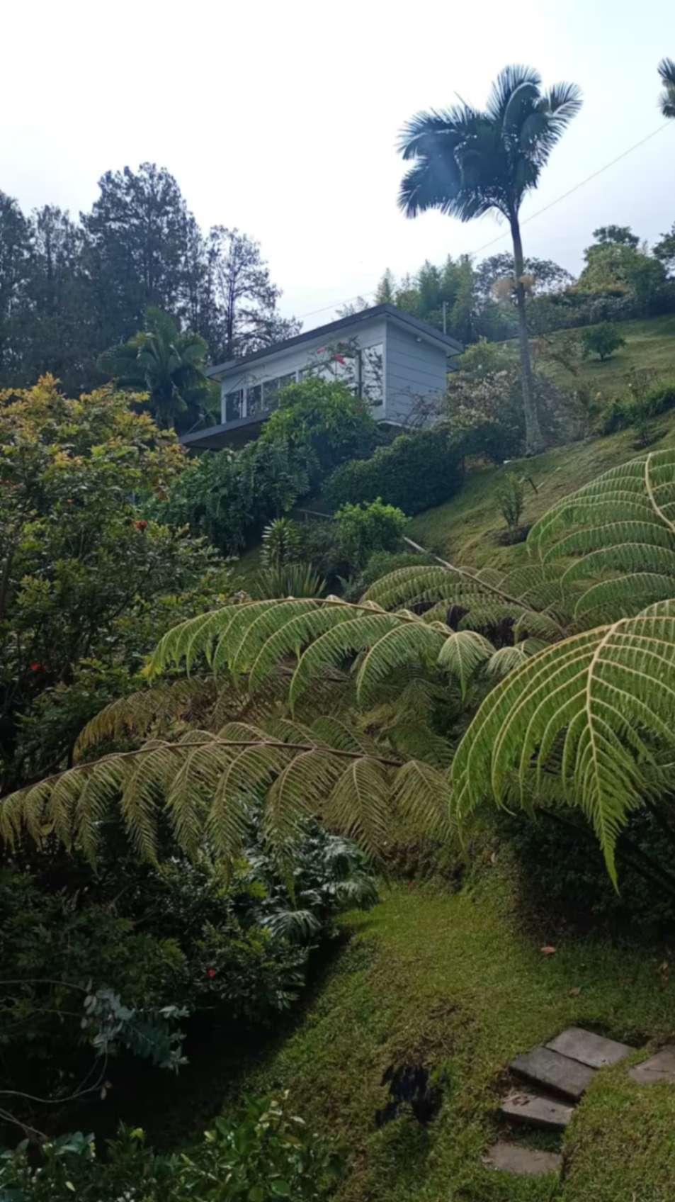 Jardín tropical exuberante con helechos gigantes y villa de lujo en Guatapé Peñol